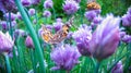 A beautiful brown butterfly is played on the purple flowers of an onion on a warm summer day_2_. Close up.